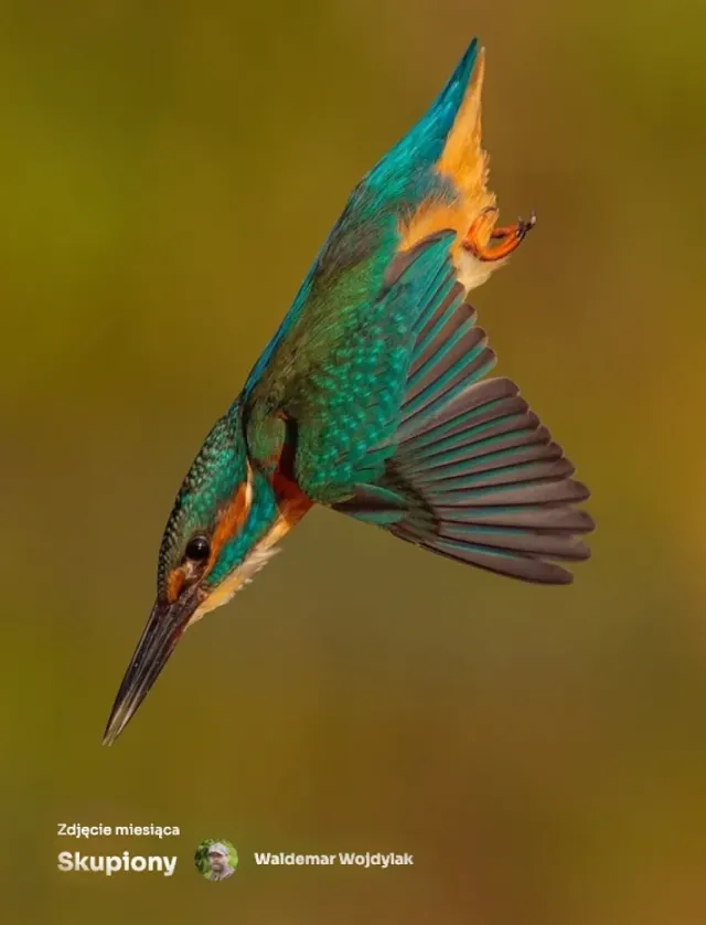 tfp.webp
